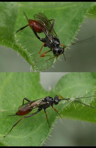 Cryptinae